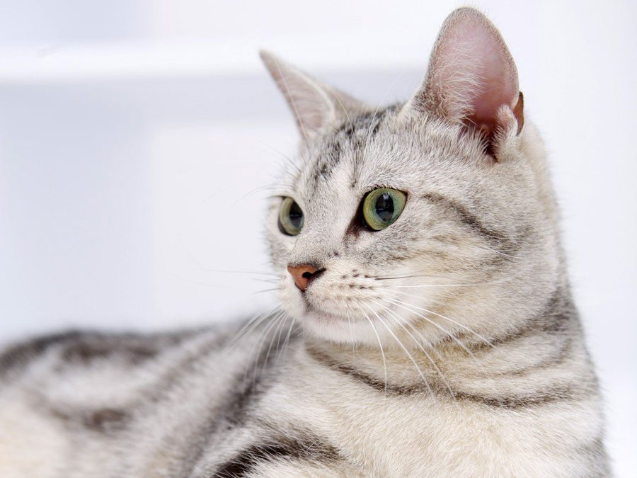 10 Sinais de câncer nos gatos